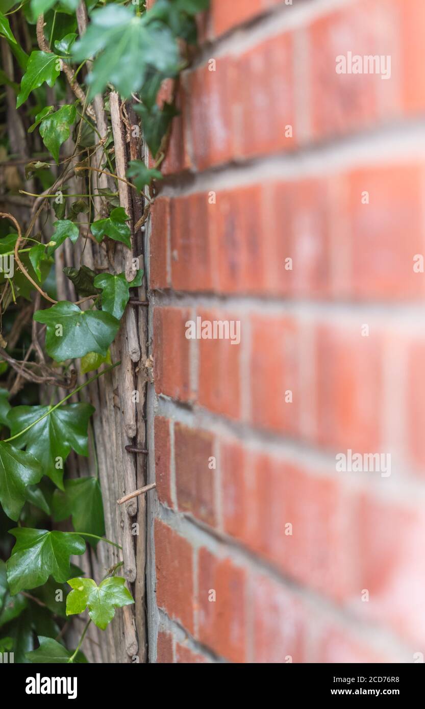 Retrato de Ivy creciendo y subiendo por una pared de ladrillo. Foto de stock