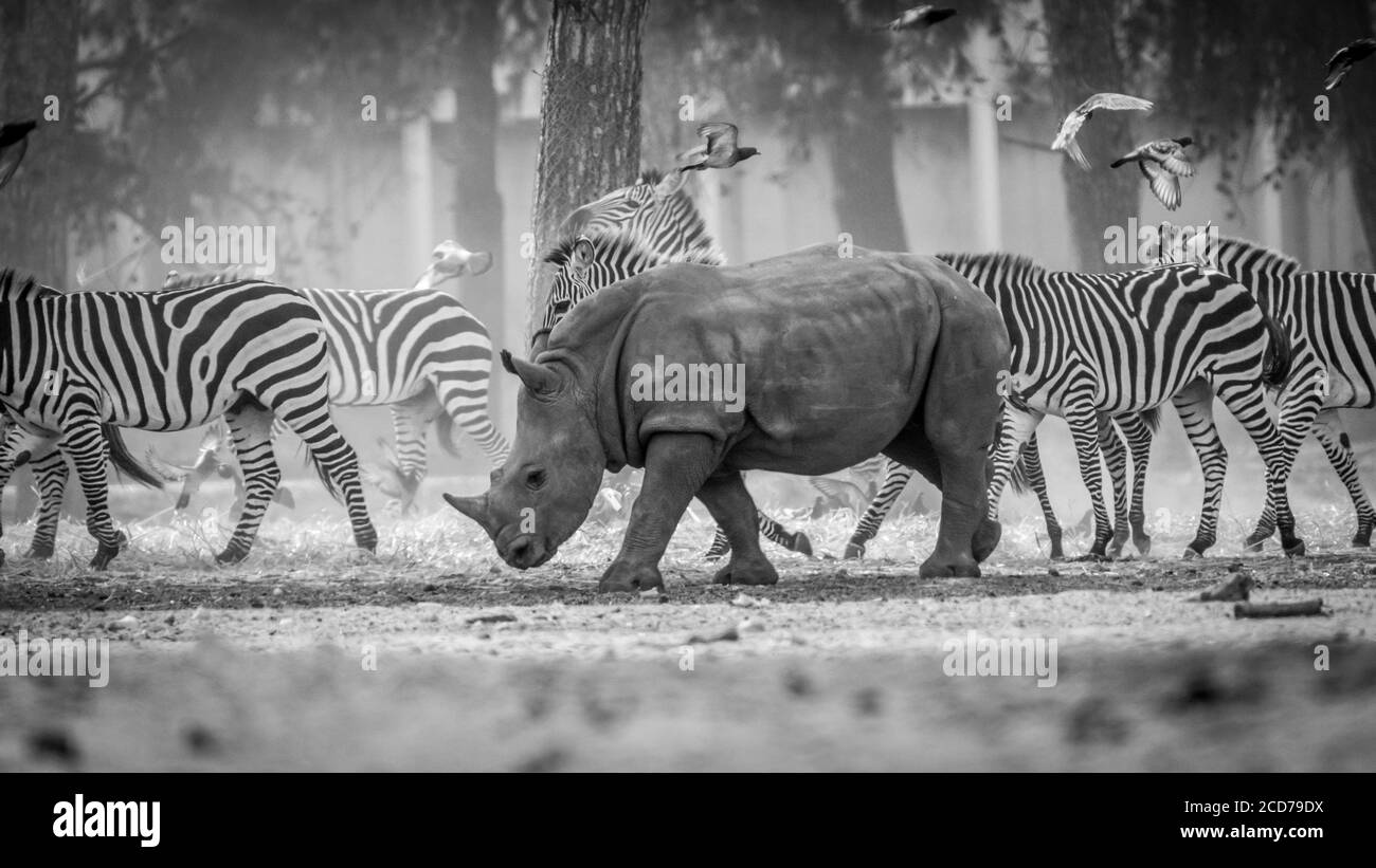 Rhino y cebras en el safari - Blanco y negro Foto de stock
