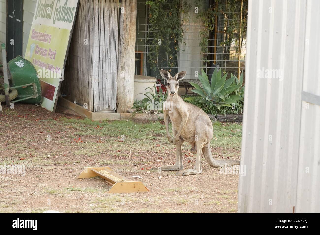 Icónico Canguro Salvaje un marsupial único de Australia Foto de stock