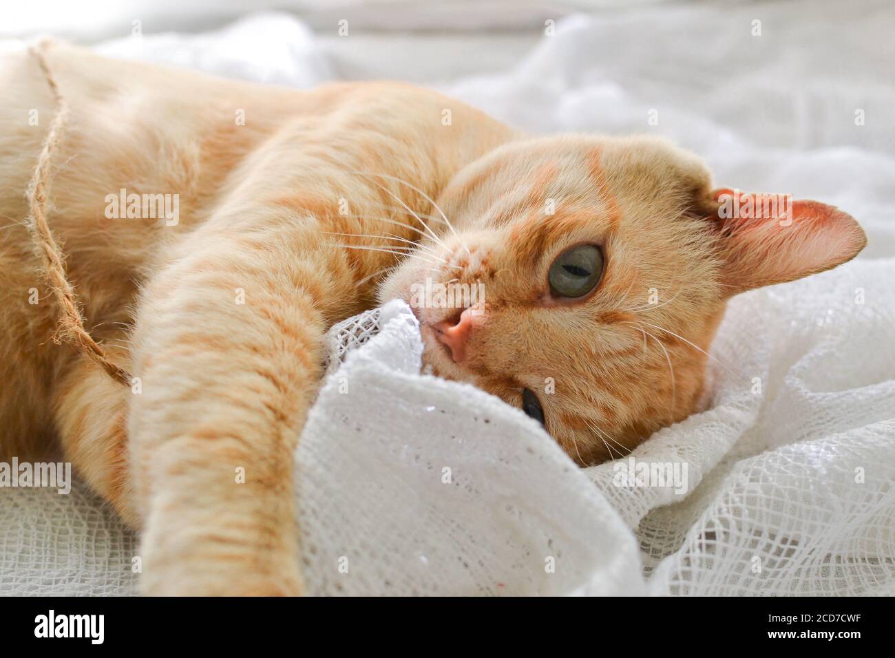 Gato rojo claro en una manta blanca, luz de la ventana. Un lindo gato de jengibre se encuentra bajo una manta blanca en el alféizar de la ventana, en la cama. Foto de stock
