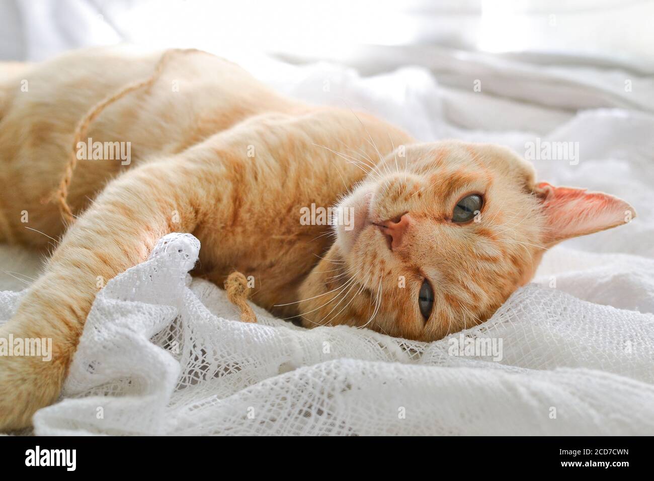 Gato rojo claro en una manta blanca, luz de la ventana. Un lindo gato de jengibre se encuentra bajo una manta blanca en el alféizar de la ventana, en la cama. Foto de stock