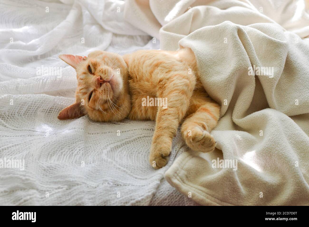 Gato rojo claro en una manta blanca, luz de la ventana. Un lindo gato de jengibre se encuentra bajo una manta blanca en el alféizar de la ventana, en la cama. Foto de stock