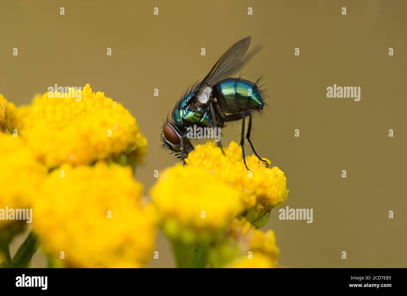 Un pequeño insecto de mosca en una planta en los prados Foto de stock
