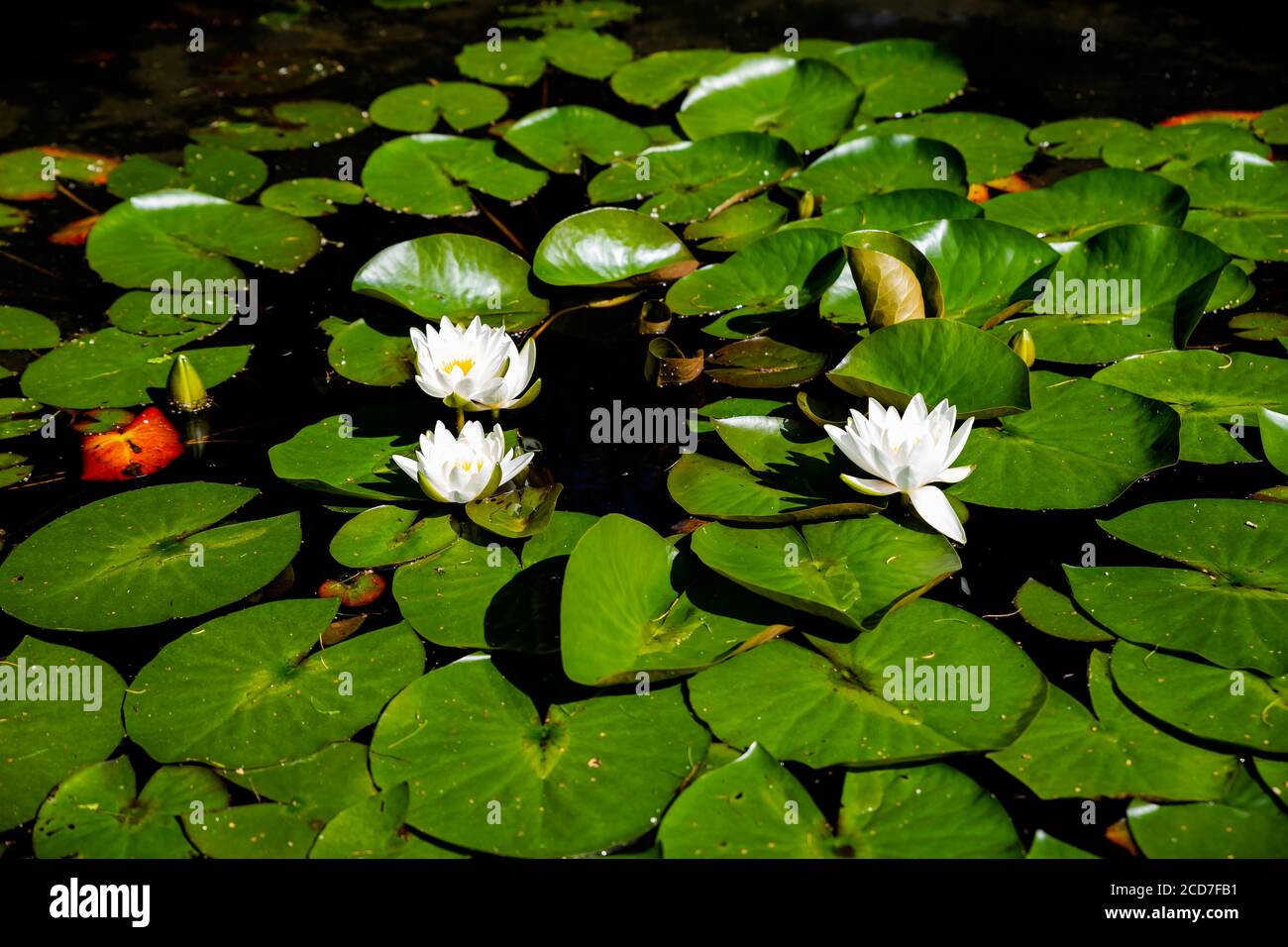 Lirios blancos en un río, lirios de agua en el pequeño lago. Lirios  flotando en el agua Fotografía de stock - Alamy