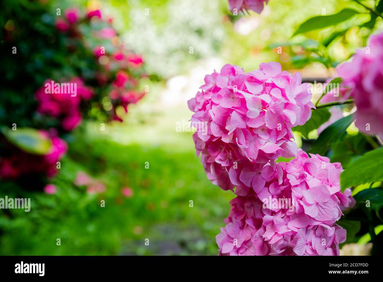 Flor de hortensias rosadas, hojas verdes, y ísima hortensia flores de color rosa brillante en el jardín en verano. Primer plano de Hydrangea. Suave y selectivo Fotografía de stock - Alamy Flor de hortensias rosadas, hojas verdes, y ísima hortensia flores de color rosa brillante en el jardín en verano. Primer plano de Hydrangea. Suave y selectivo Fotografía de stock - Alamy