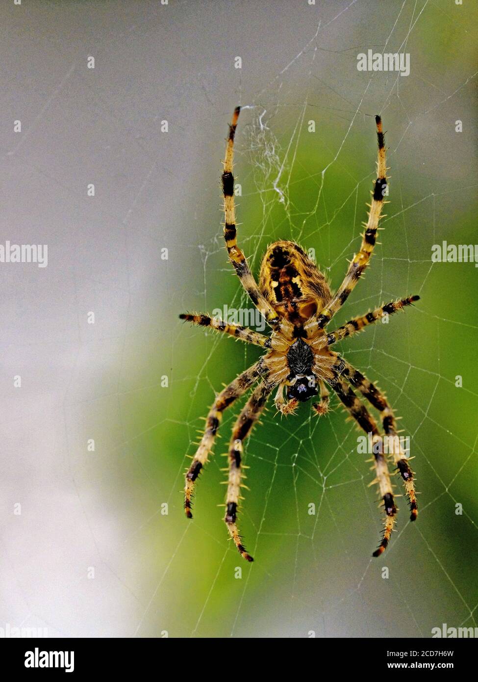 Tela de araña redonda fotografías e imágenes de alta resolución - Página 6  - Alamy