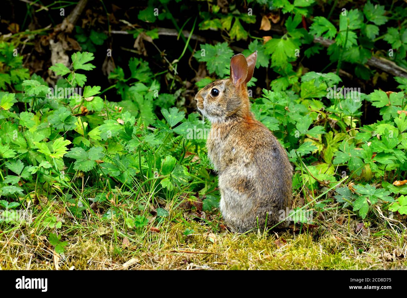 Un conejo de cola de algodón salvaje alerta y listo para huir en el denso cepillo de su hábitat en la Isla de Vancouver British Columbia Canadá. Foto de stock