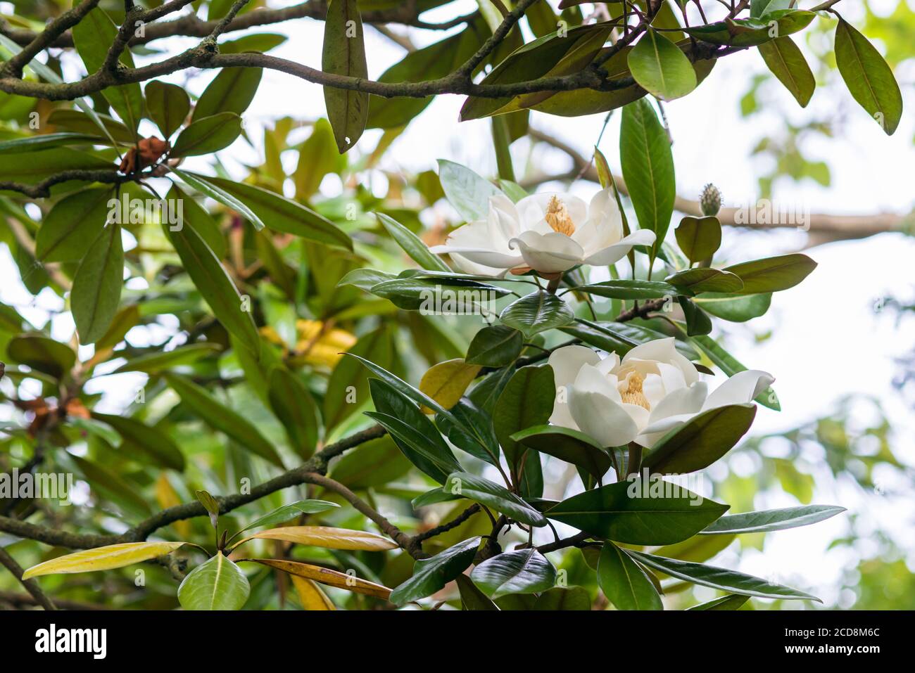 MAGNOLIA GRANDIFLORA Foto de stock