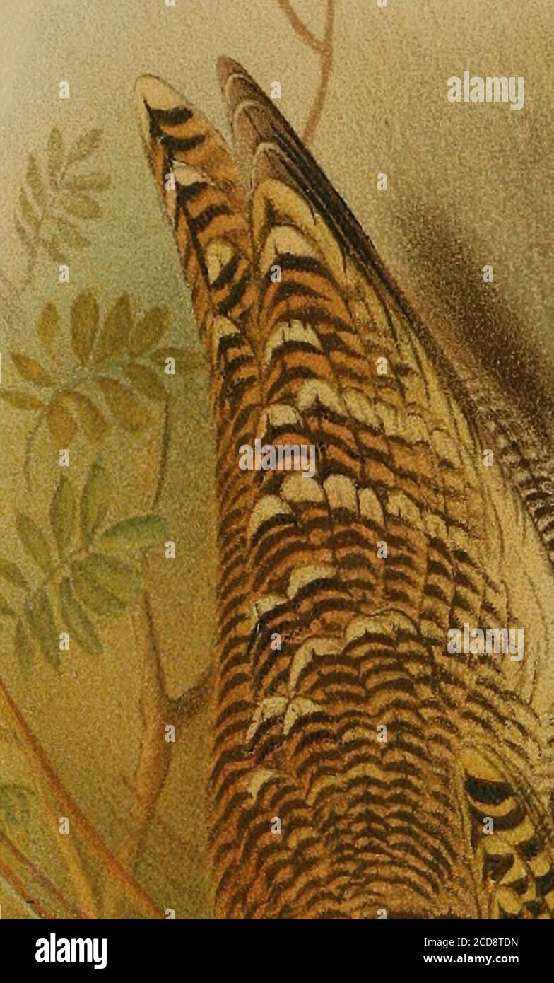 . Diario de la Sociedad de Historia Natural de Bombay . 260 los dientes de los caracoles. Por el mayor A. J. Peile, r.a. (Con una placa) 271 Notas sobre las mariposas indias. Por el capitán W. H. Evans, r. 279 Bombay Natural History Societys Mammal Survey de la India. Por Kathleen V. Byley (con una placa) 283 los Serows, Gorals y Takins de la India Británica y los Asentamientos del Estrecho. Por P. I. Pocock, f.r.s. Parte II. (Con 3 placas de color Golov/rojo y 4 placas sin color) 296 las mariposas comunes de las llanuras de la India. Por T.R. Bell. Parte XIV 320 Lista de Mariposas recogidas por el Capitán F, M.Bailey en China Occidental, Tibe Suroriental Foto de stock
