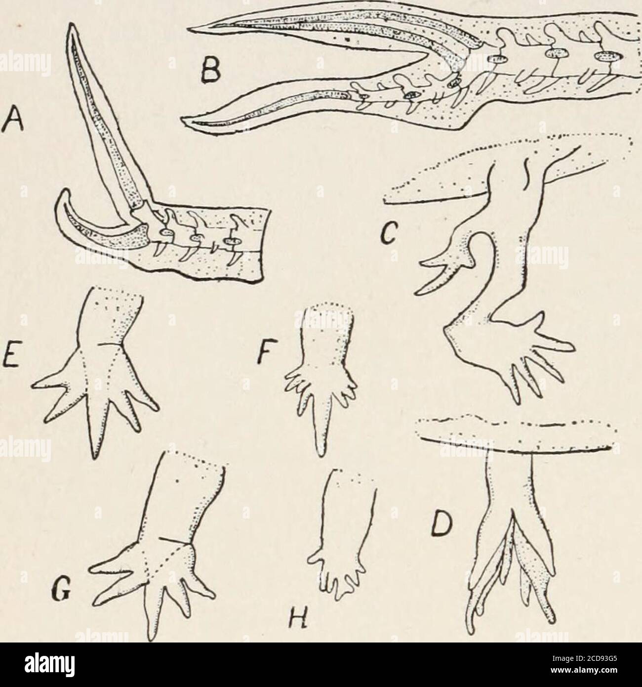 Evolución y vida animal; una discusión elemental de hechos, procesos, leyes y teorías relacionadas con la vida y la evolución de los animales. Casos lar menos fa-miliar pero neverthe-less-long sabidos por Evolución y vida animal; una discusión elemental de hechos, procesos, leyes y teorías relacionadas con la vida y la evolución de los animales. Casos lar menos fa-miliar pero neverthe-less-long sabidos por