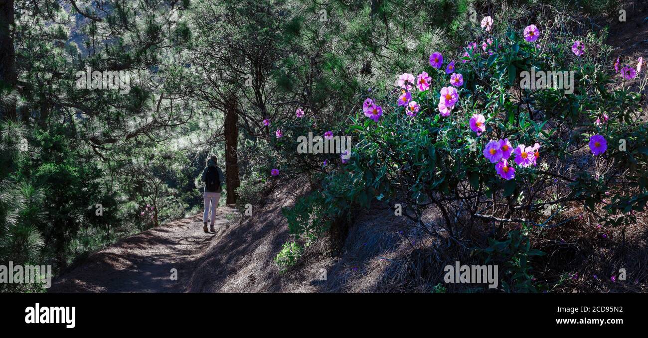 España, Islas Canarias, la Palma, caminan por un sendero en una exuberante vegetación en un entorno montañoso y volcánico Foto de stock