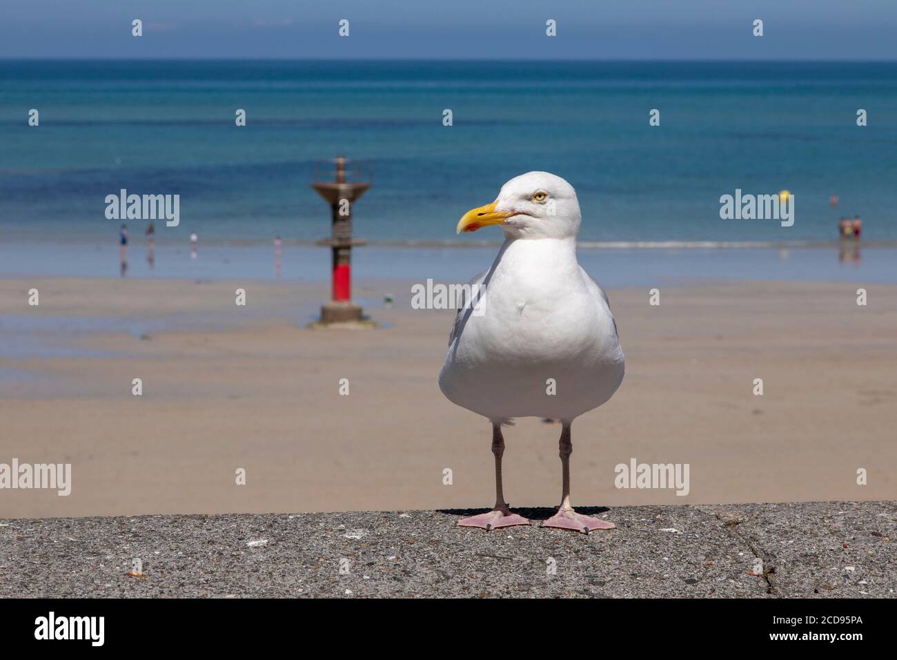 Francia, Manche, Cotentin, Granville, goeland Foto de stock