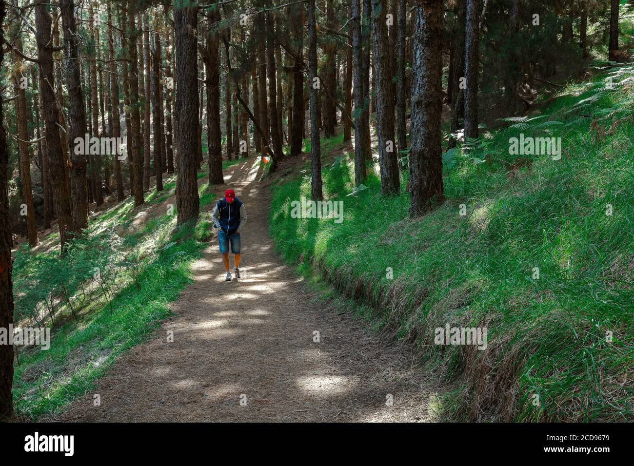 España, Islas Canarias, la Palma, hiker en un sendero en medio de un bosque de coníferas Foto de stock