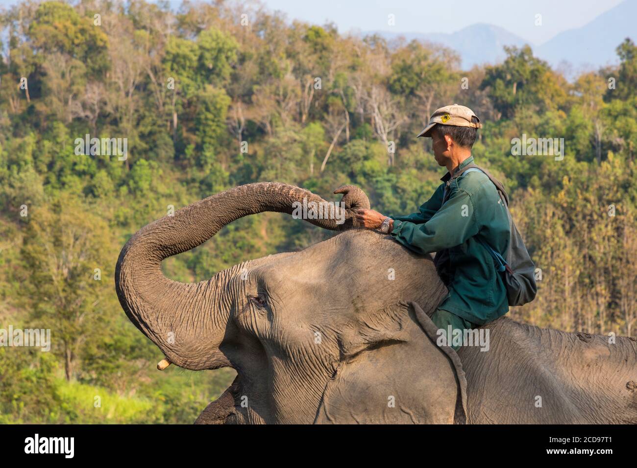 Laos, Sayaboury provincia, Centro de Conservación del Elefante, mahout alimentar a su elefante Foto de stock