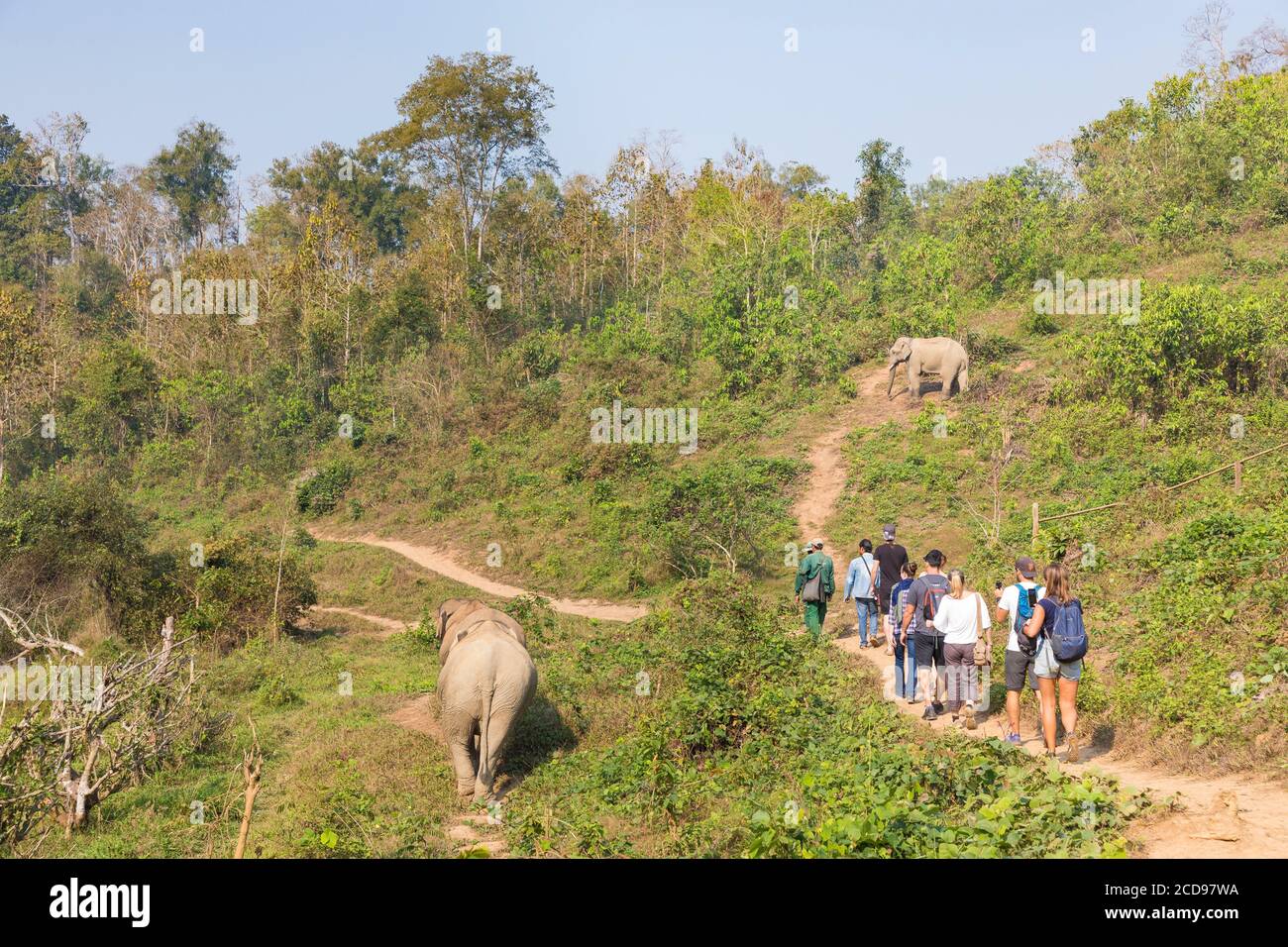Laos, provincia de Sayaboury, Centro de Conservación de elefantes, turistas que observan elefantes Foto de stock