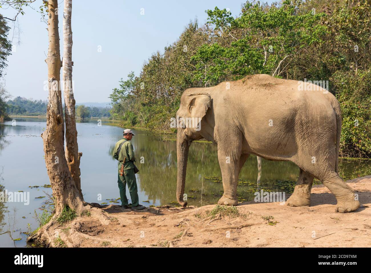 Laos, provincia de Sayaboury, Centro de Conservación del Elefante, elefante y su mahout Foto de stock