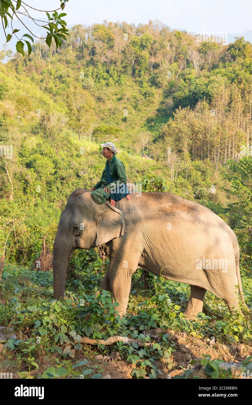 Laos, Sayaboury provincia, Centro de Conservación del Elefante, mahout en su elefante Foto de stock
