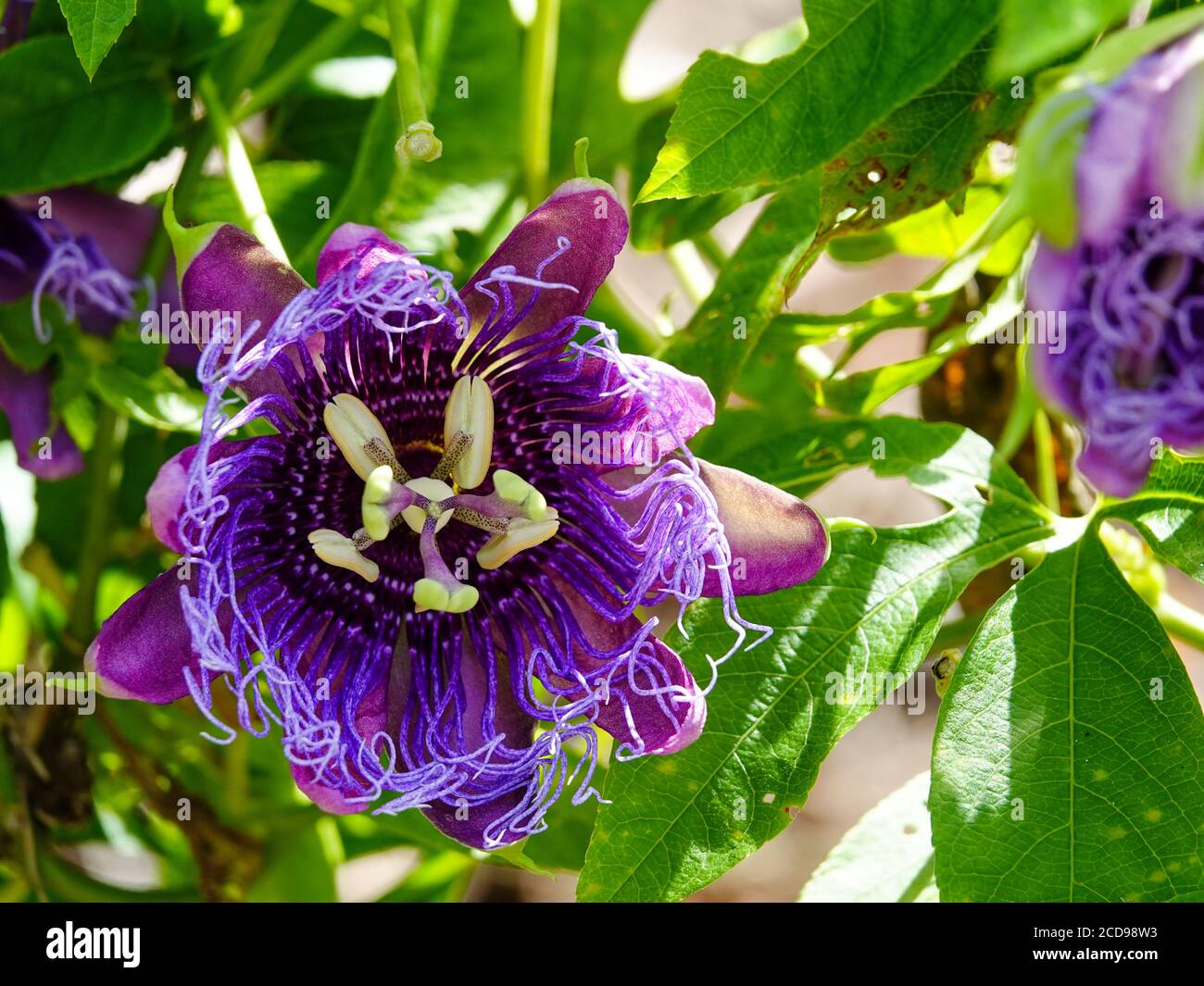 Pasionflower púrpura, Passiflora encarnata, florece en la vid, norte de Florida, EE.UU. Foto de stock