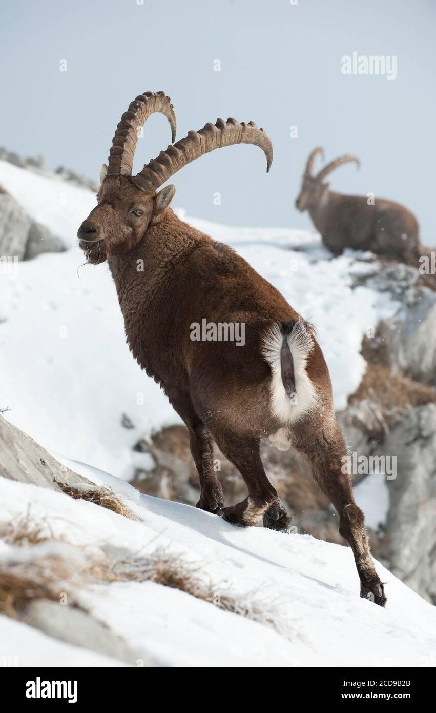 Francia, Alta Saboya, macizo de Bargy, fauna silvestre alpina, viejos machos ibex compitiendo durante la temporada de corte Foto de stock