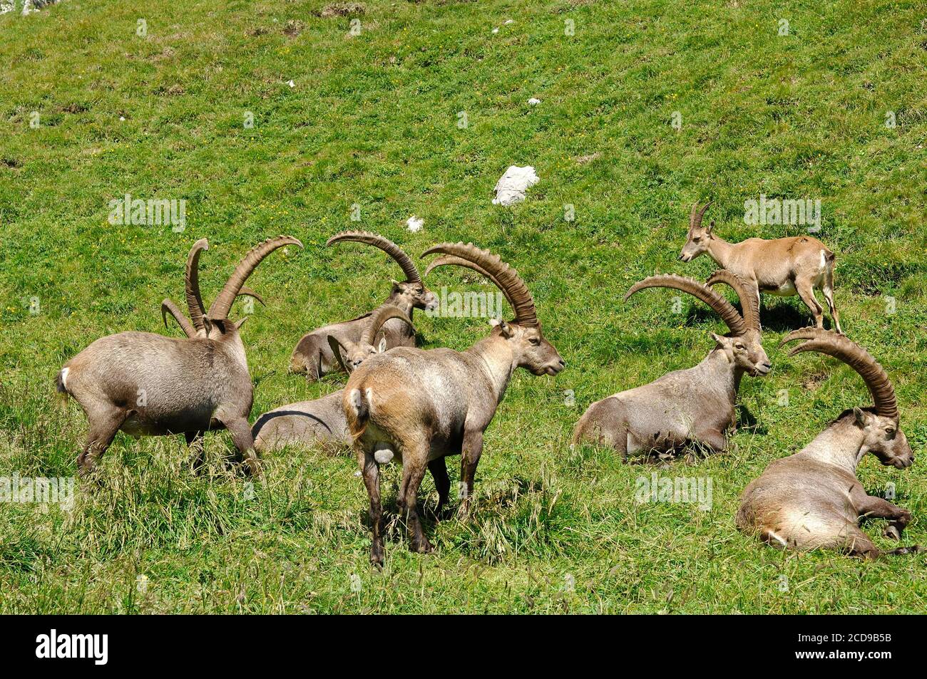Francia, Alta Saboya, macizo de Chablais, fauna alpina, manada de ibexes en  el paso de Floray Fotografía de stock - Alamy
