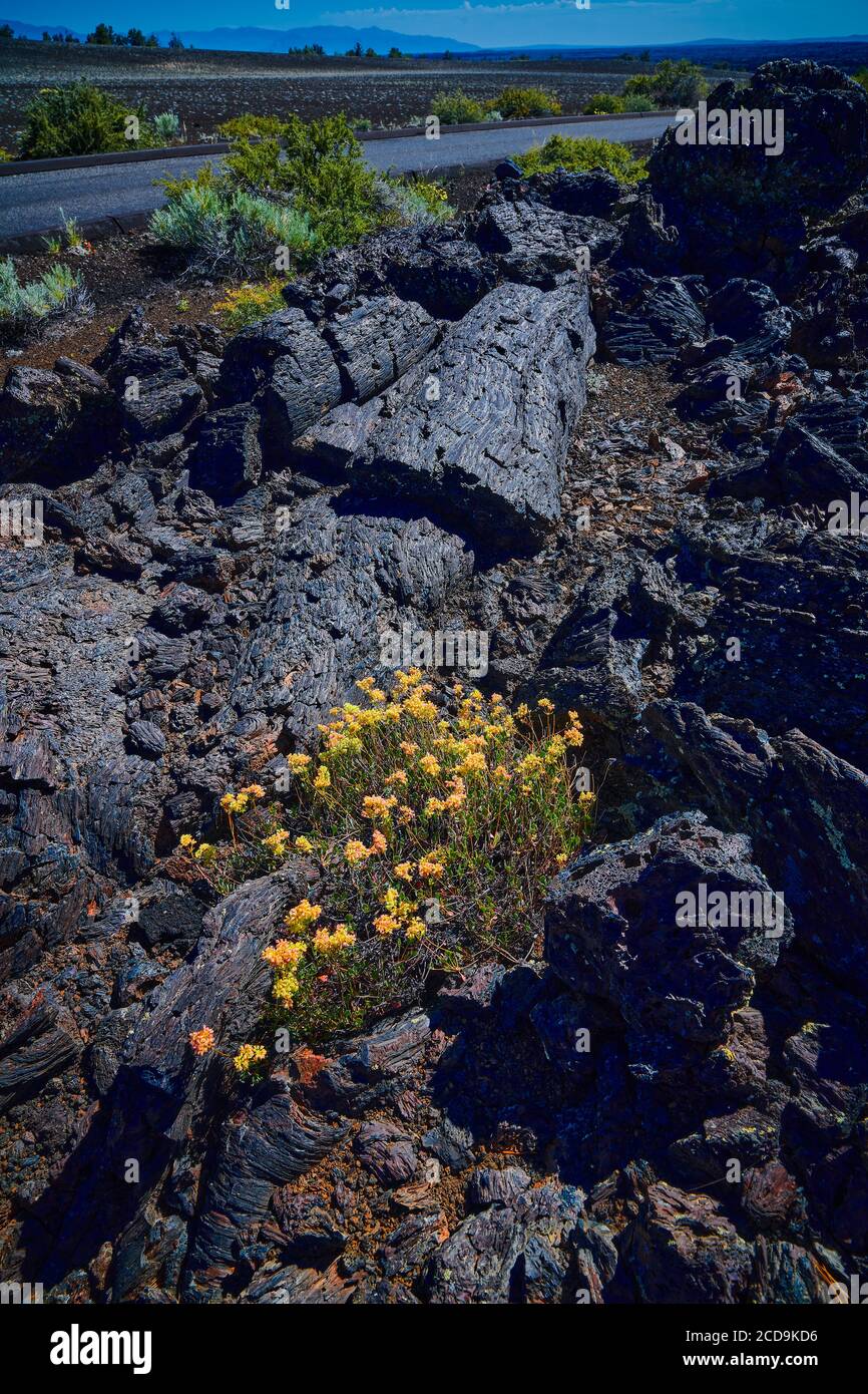 Alforfón, (Eriogonum), creciendo entre el flujo de lava en Craters del Parque Nacional de la Luna. Foto de stock
