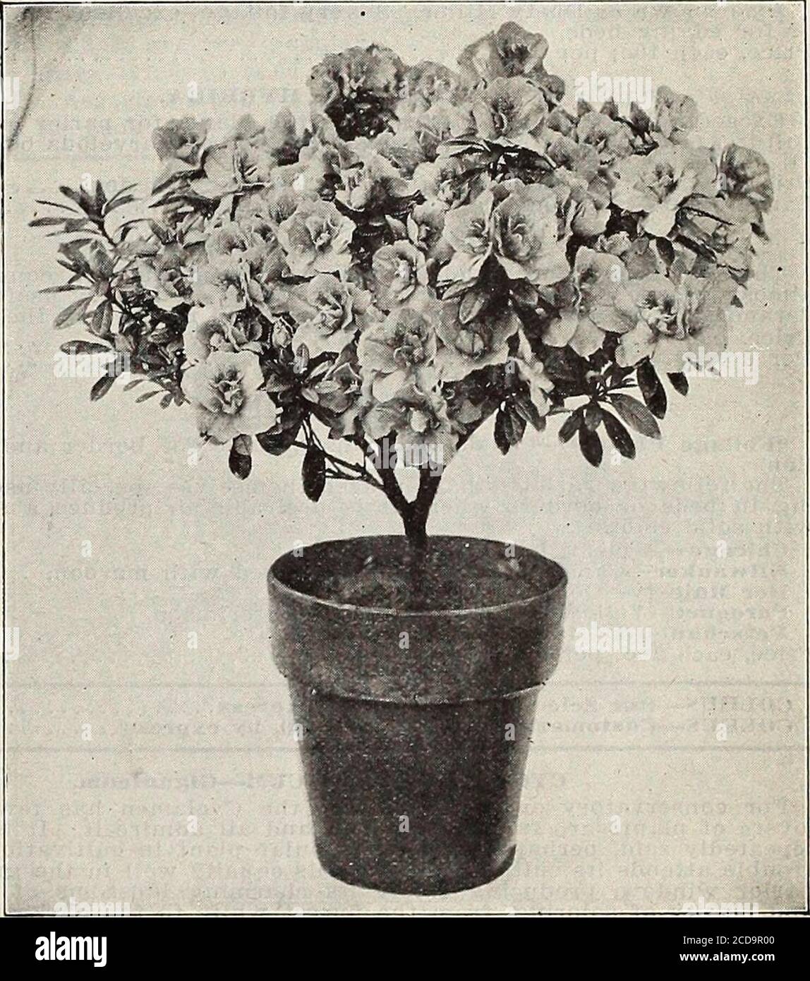 Azalea pot plant fotografías e imágenes de alta resolución - Página 11 -  Alamy