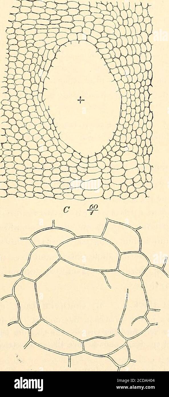 . Monographieen afrikanischer Pflanzen-Familien und -Gattungen . ovatis extus appressepilosis; petiolis tenuibus longissulcatis; laminae 7-sectaesegmentis tenuibus inter nervösdensissime reticulatos brevissimetromentosis; segmentis longe an-manis-manis-manis-manis-manis-manis-manis-manis-manis-manis-manis-manis-manis-manis-manis-manis-manis-manis-manis-manis-manis-manis-manis-manis-manis-manis-manis-manis-manis-manis-manis-manis-manis-manis-manis-manis-manis-manis-manis-manis-manis-manis-manis-manis-manis-man tepalis obovatis cilio-latis; línea de staminibus latiuscule- Foto de stock