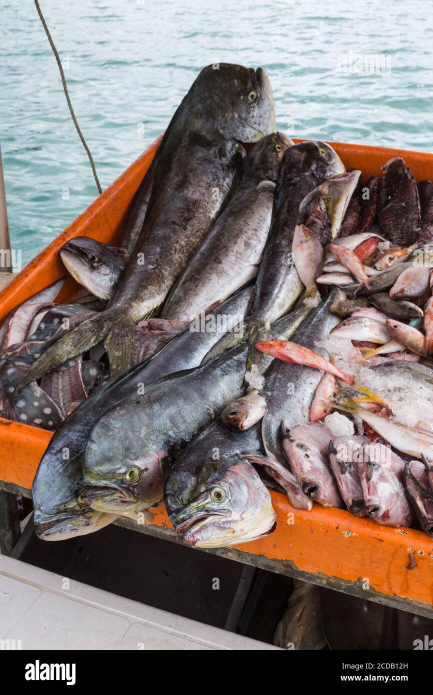 Mahi mahi fotografías e imágenes de alta resolución Alamy