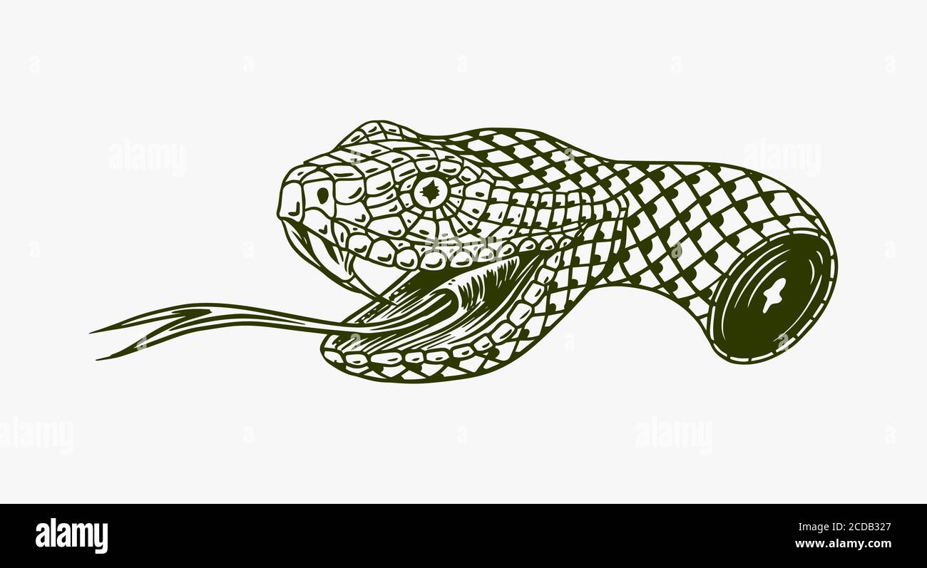 Cabeza de una serpiente Imágenes recortadas de stock - Alamy Cabeza de una serpiente Imágenes recortadas de stock - Alamy