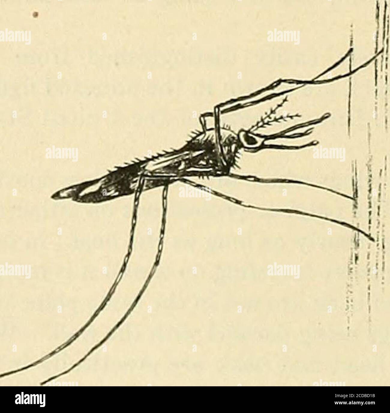 . La práctica de la medicina; un libro de texto para profesionales y estudiantes, con especial referencia al diagnóstico y tratamiento. Fig. 8.—Anopheles piinctipennis—hembra,con antena masculina a la izquierda, y venación de ala-topaling a la izquierda, agrandada. Fig. 9.—Culex taniorhynchus—hembra,mostrando el palpi corto que distingue a los anofeles; tarsalclaw frontal dentado a la derecha, agrandado. Fig. 10.—posición de reposo de los anofeles, agrandada. Foto de stock