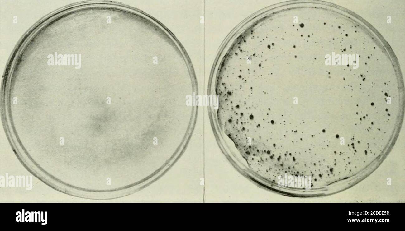 bolsagage weight limit