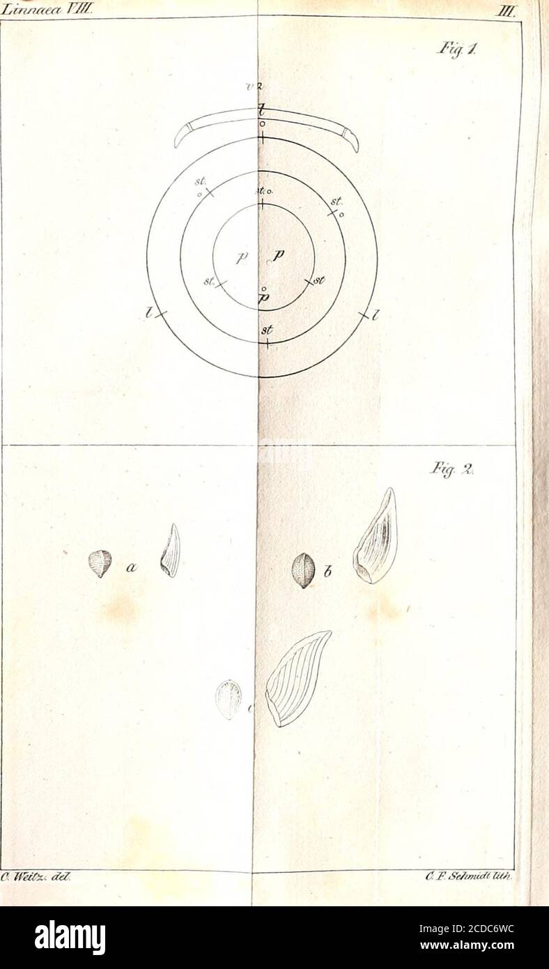 Linnaea F Z C F Se7imta V A Lhuiffea Tvf Lt W Li B Rw Tafjf Fotografia De Stock Alamy