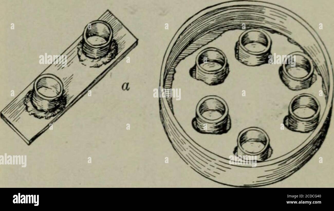 . Enfermedades fungosas de las plantas, con capítulos sobre fisiología