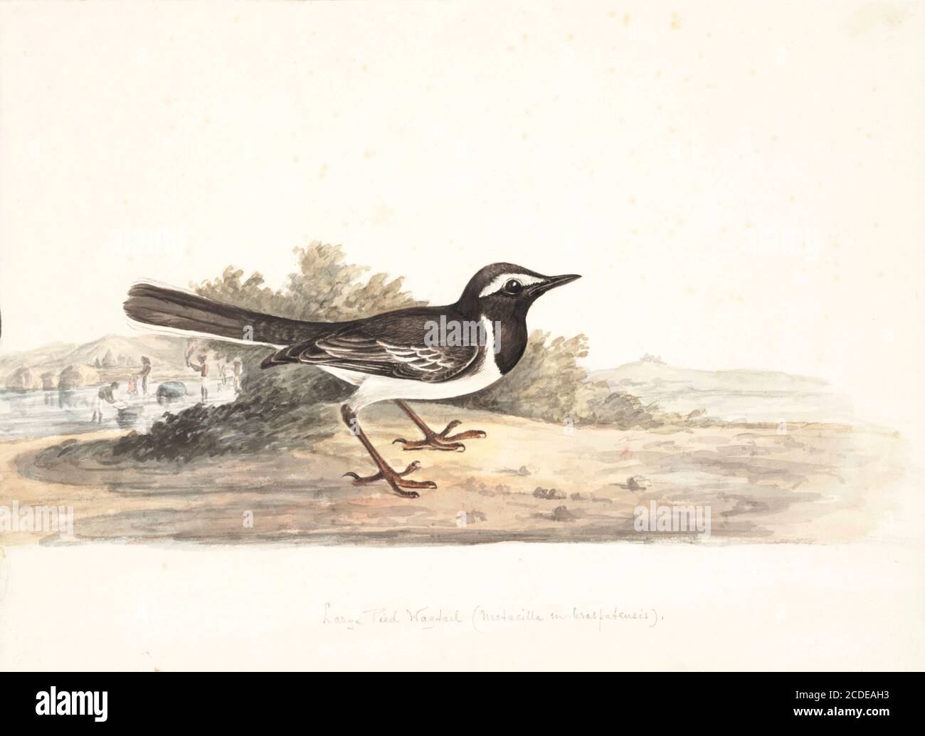 El wagtail de color blanco o el wagtail de ancho (Motacilla maderaspatensis) es un ave de tamaño medio y es el miembro más grande de la familia de los wagtail. Están visiblemente estampados con negro por encima y blanco por debajo, una prominente frente blanco, banda de hombro y plumas de la cola exterior. Los vagones de cejas blancas son nativos del sur de Asia, comunes cerca de pequeñas masas de agua y se han adaptado a entornos urbanos donde a menudo anidan en tejados. El nombre específico se deriva de la ciudad India de Madras (ahora Chennai). Pintura acuarela del siglo XVIII por Elizabeth Gwillim. Lady Elizabeth Symonds Gwillim (21 AP Foto de stock
