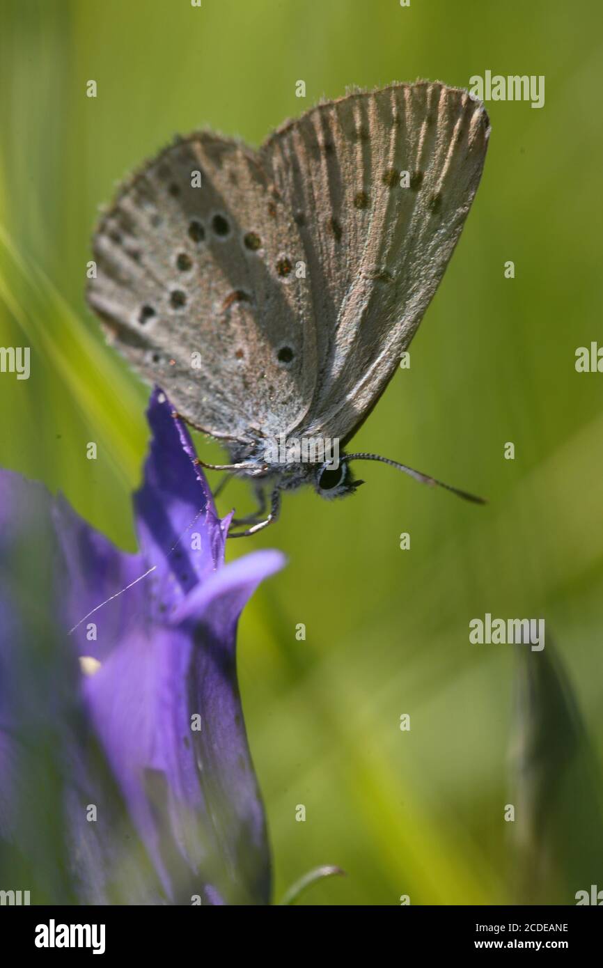 Azul genciano, Azul genciano Ant, maculinea alcon, Azul Alcón, Austria, Austria Foto de stock