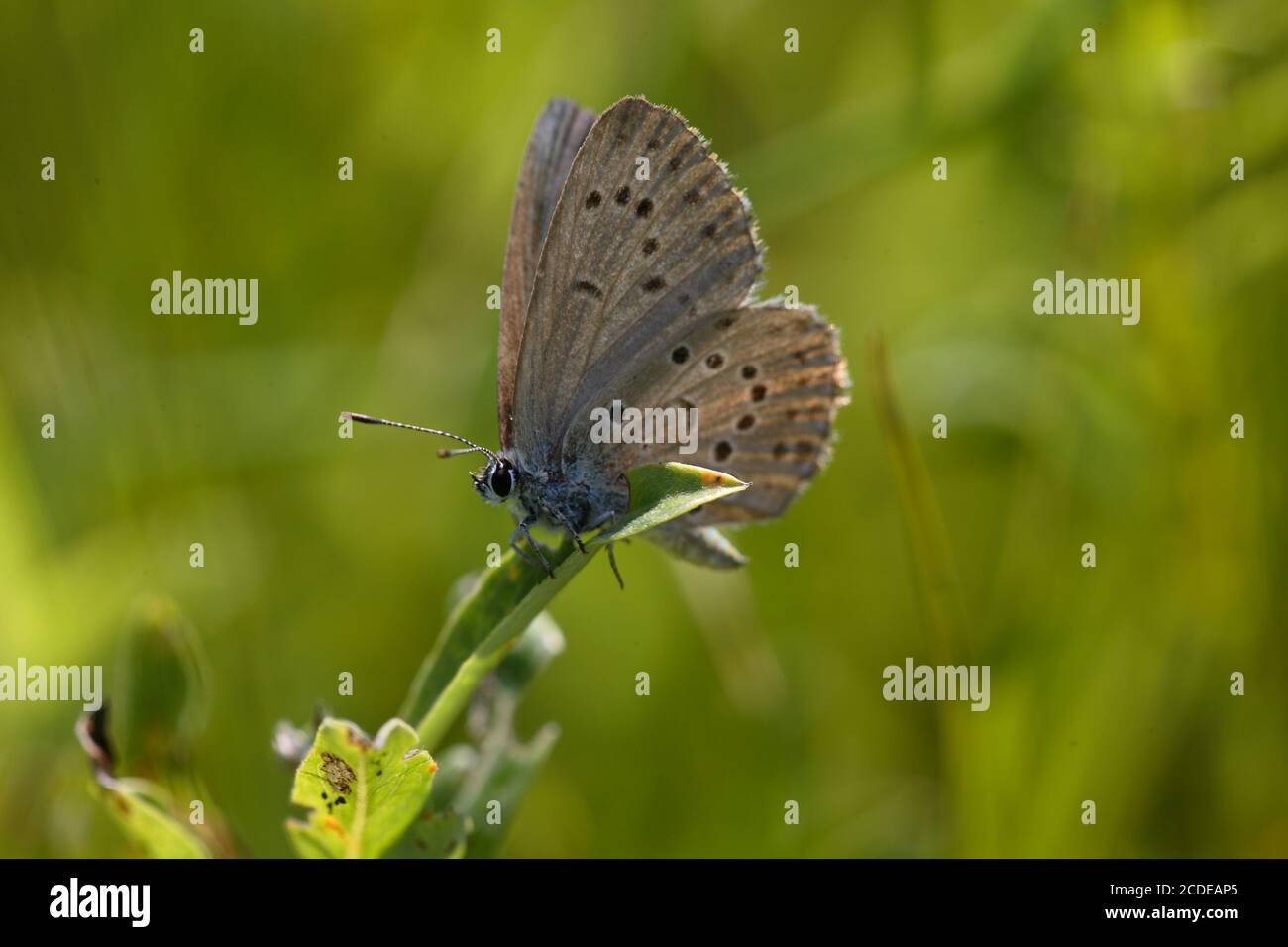 Azul genciano, Azul genciano Ant, maculinea alcon, Azul Alcón, Austria, Austria Foto de stock