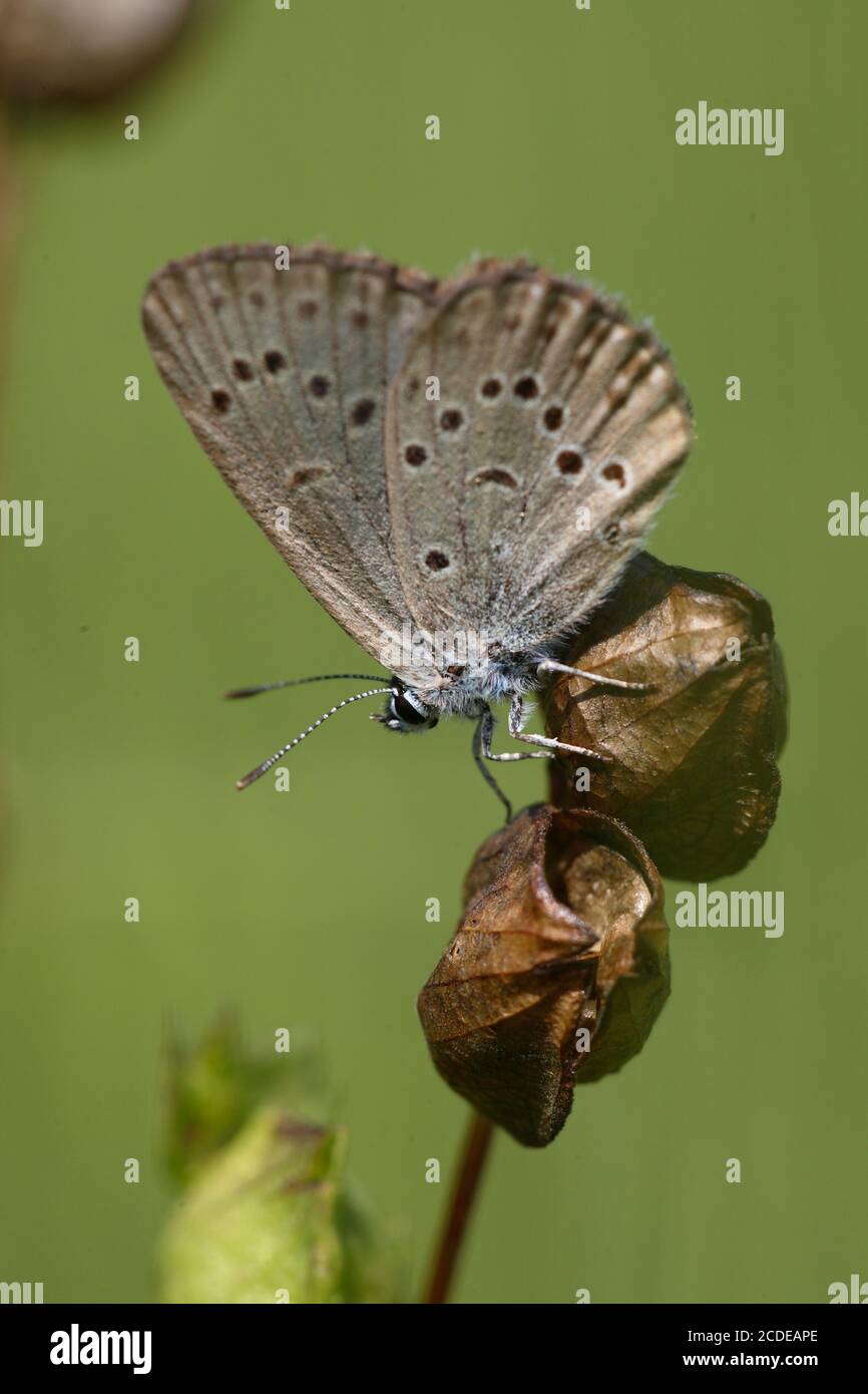 Azul genciano, Azul genciano Ant, maculinea alcon, Azul Alcón, Austria, Austria Foto de stock