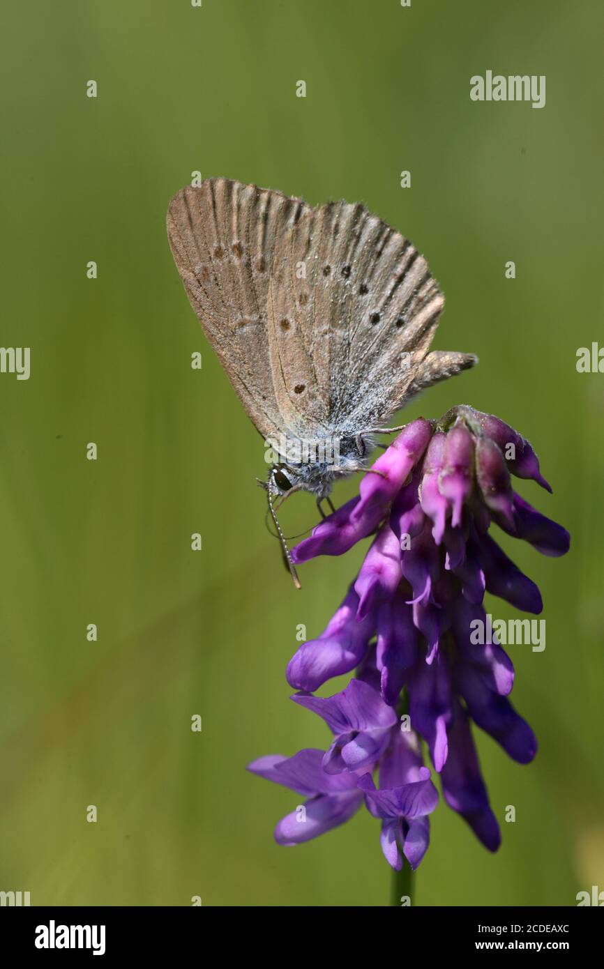 Azul genciano, Azul genciano Ant, maculinea alcon, Azul Alcón, Austria, Austria Foto de stock