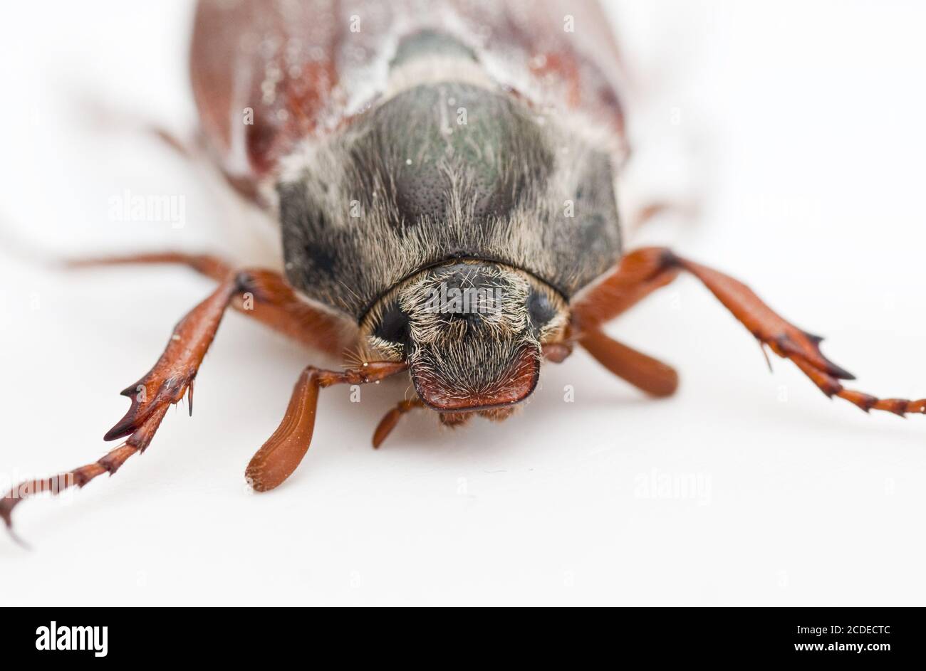 Escarabajo de mayo escarabajo de mayo Melolontha melolontha Foto de stock