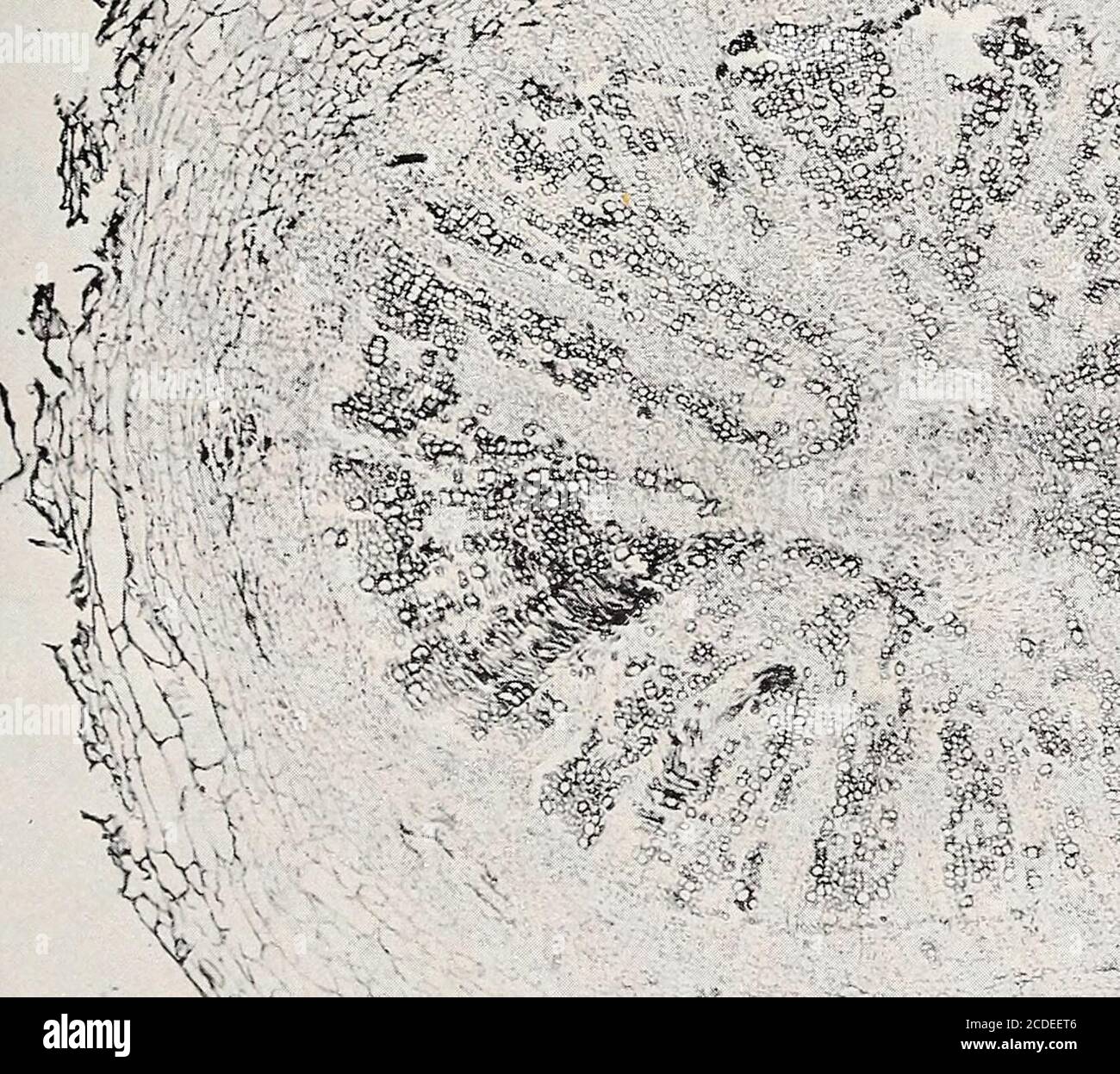 . La estructura y el desarrollo de la corona dentada : un cáncer de planta . Daisy XIII Planta inoculada, mostrando tumor primario del tallo y tumores secundarios de la hoja; también sección del éster en la fig. 2 (p. 39). Bui. 255, Oficina de Industria Vegetal, Departamento de Agricultura de los Estados Unidos. Placa LLL. S&& w& ? S/: I: ¿verdad? ¿qué? Mi. >•: :. Daisy XIII Corte transversal del peciolo B, mostrando un tumor secundario joven en la traza foliar (p. 39). Bui. 255, Oficina de Industria Vegetal, Departamento de Agricultura de los Estados Unidos. Placa LLLL. .V., »rf3S Foto de stock