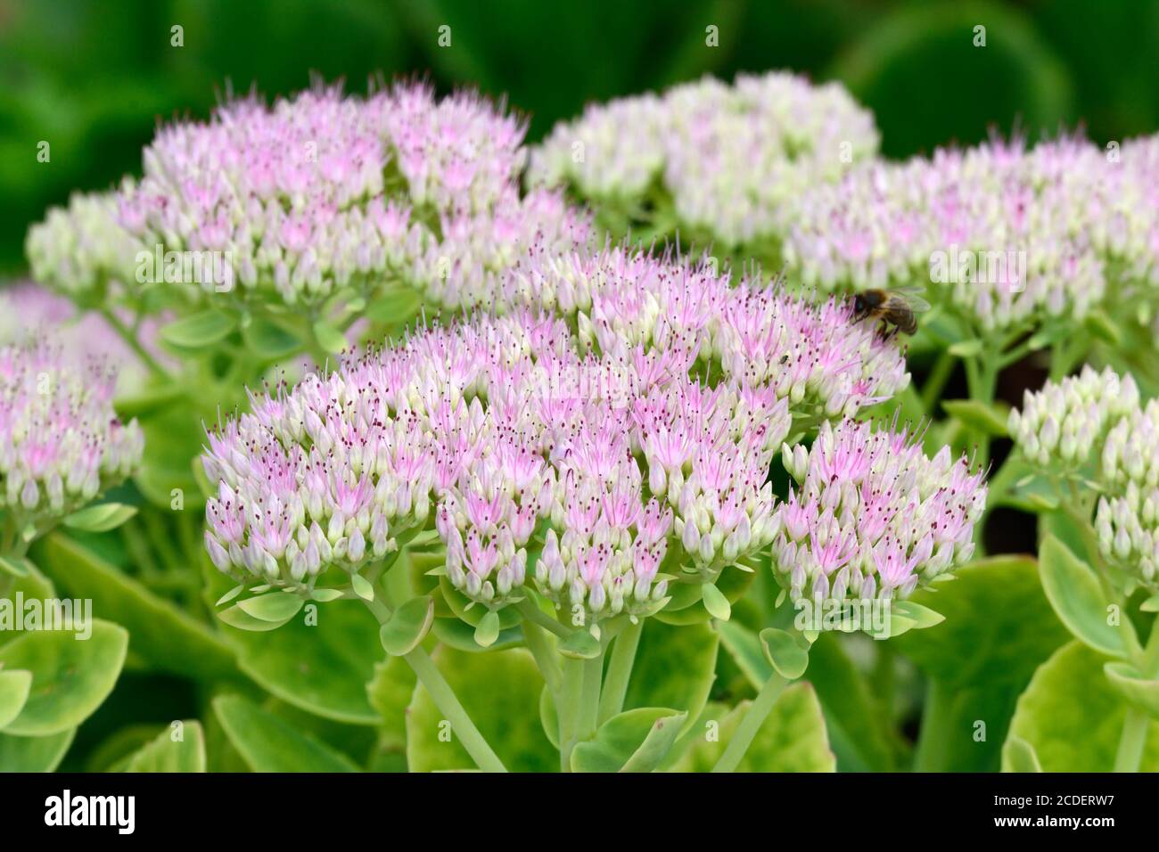 Sedum spectabile brillante color rosa stonecrop masas de pequeñas flores como estrellas en cabezales aplanados Foto de stock