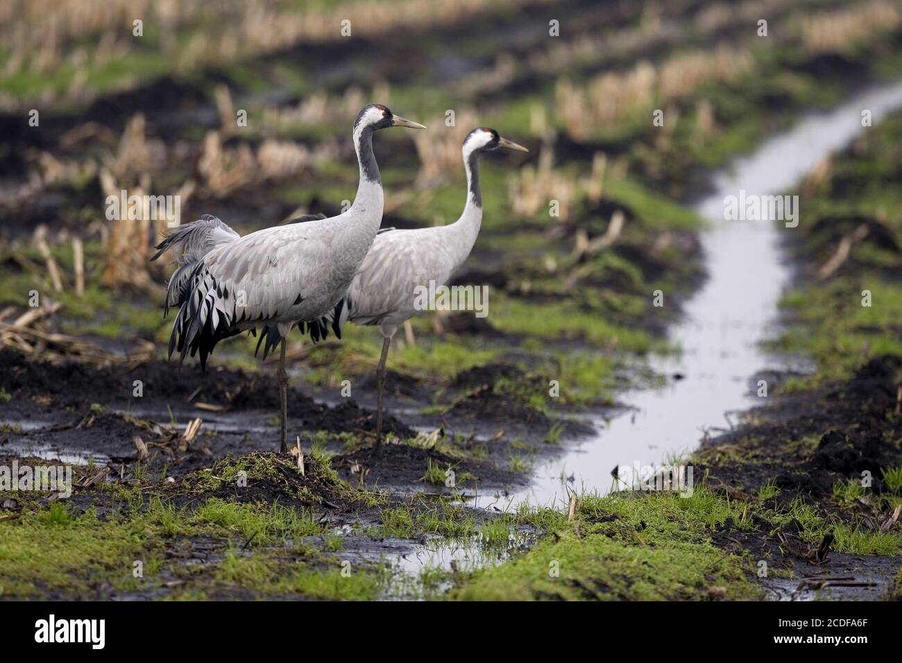 Grus grus, grúa común, grúa Eurasiática, Alemania Foto de stock