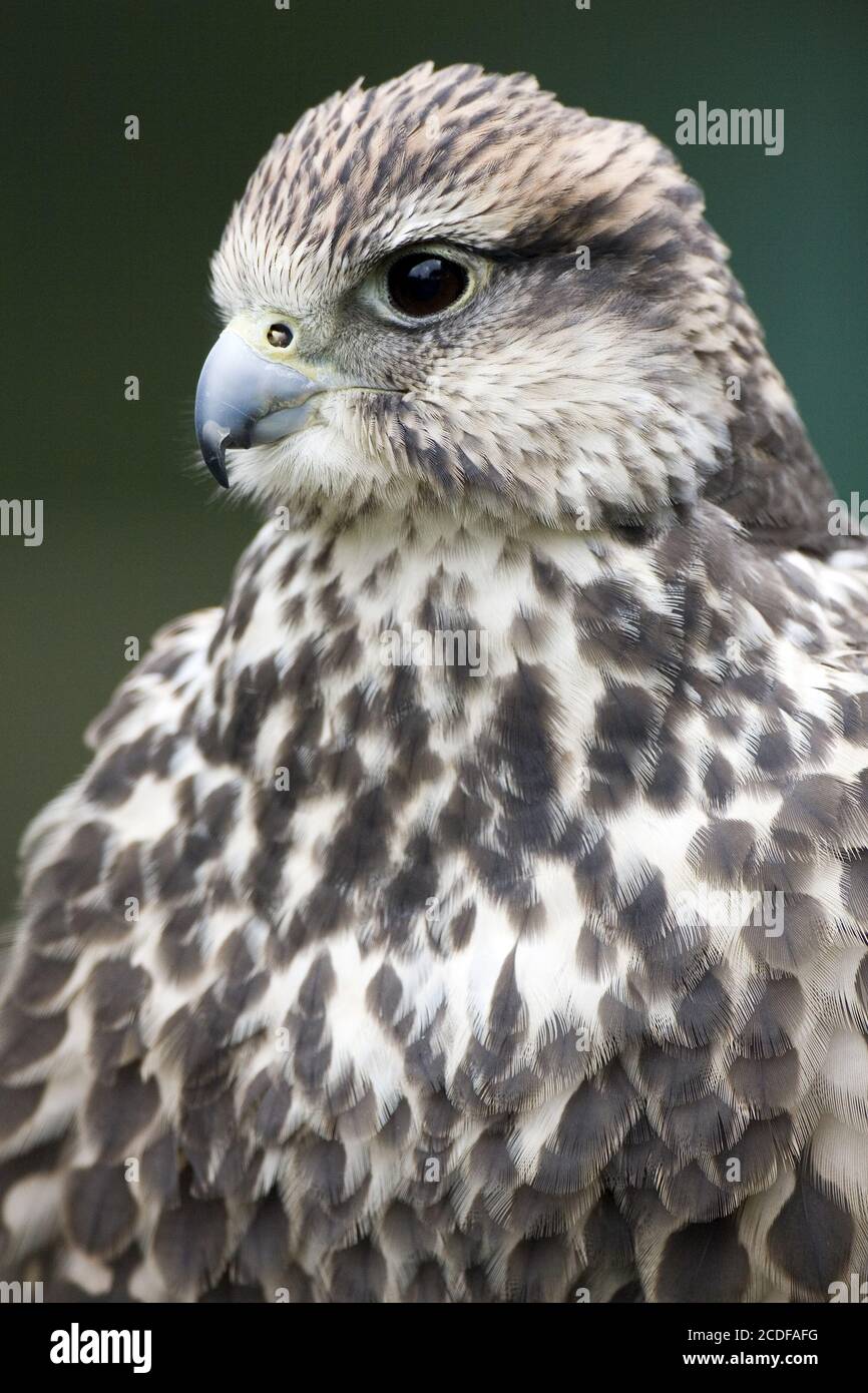 Falco cherrug, Falcón sacador Foto de stock