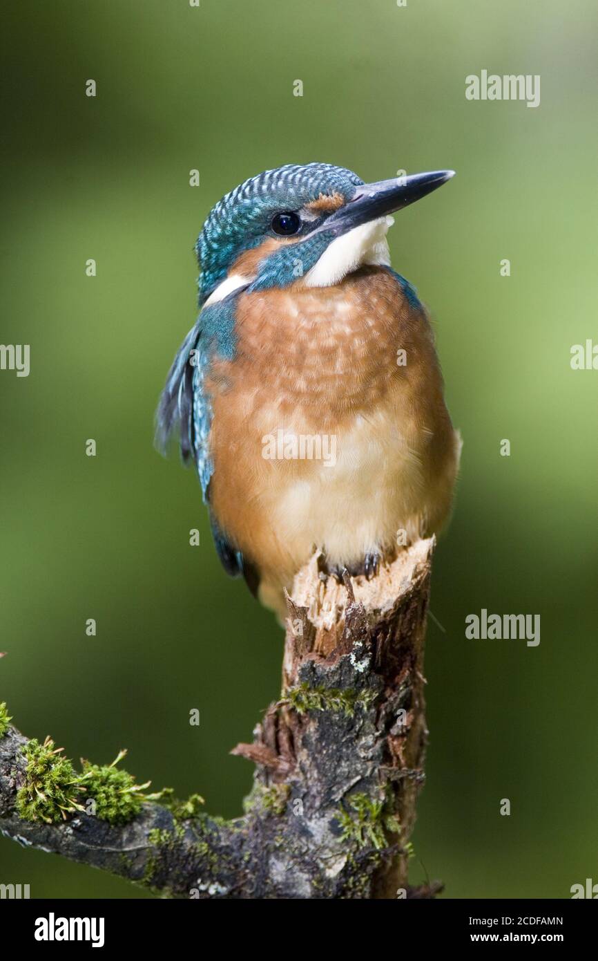 Alcedo Atthis, Kingfisher europeo Foto de stock