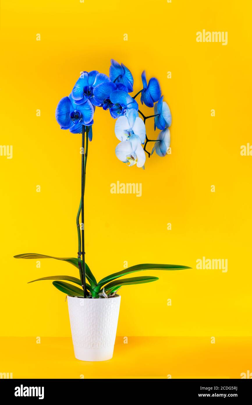Floración gradiente azul y blanco phalaenopsis orquídea en fondo amarillo brillante. Flor artificialmente coloreada en una olla. Colores modernos de contraste Foto de stock