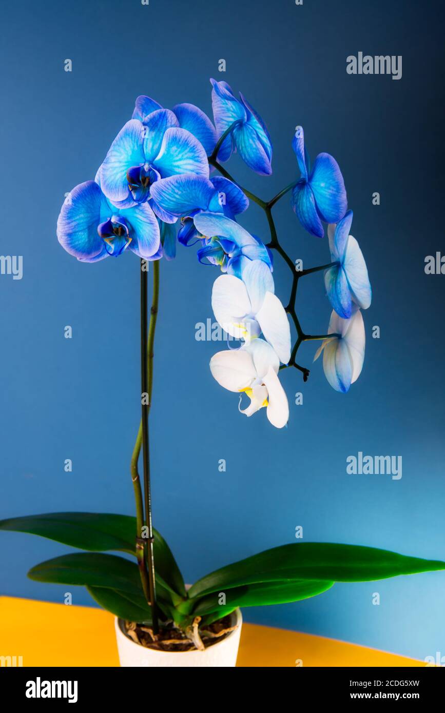 Primer plano gradiente de floración azul y blanco phalaenopsis orquídea en  fondo azul y amarillo clásico oscuro. Flor artificialmente coloreada en una  olla Fotografía de stock - Alamy
