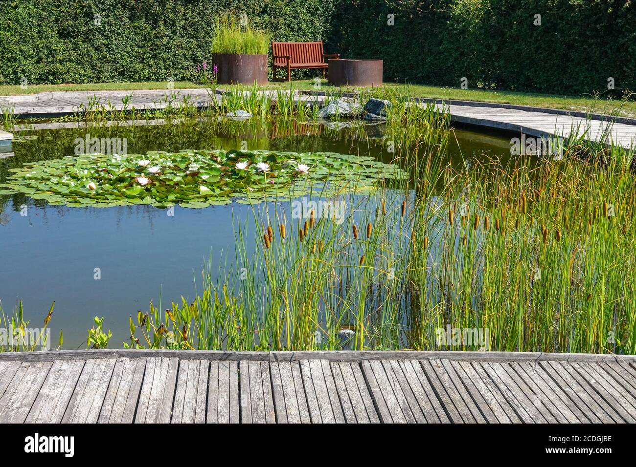 Una zona de descanso y tranquilidad, plantas acuáticas creciendo alrededor del estanque del jardín, anillados decorativos de caña de buey, banco de madera camino Foto de stock