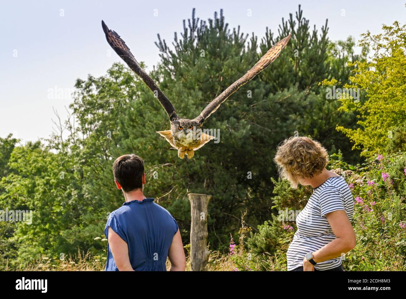 Carmarthen, Gales - Agosto 2020: Búho de águila volando bajo sobre las cabezas de la gente durante una exhibición del Centro Británico de aves de Prey en Carmarthenshire Foto de stock