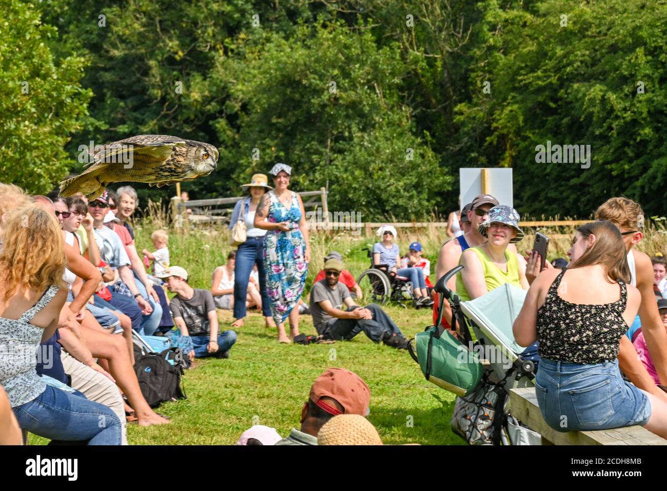 Carmarthen, Gales - Agosto 2020: Búho de águila volando bajo sobre las cabezas de la gente durante una exhibición del Centro Británico de aves de Prey en Carmarthenshire Foto de stock