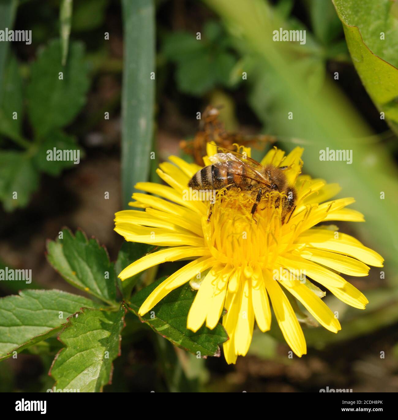 Recogiendo Polen de Abejas Foto de stock